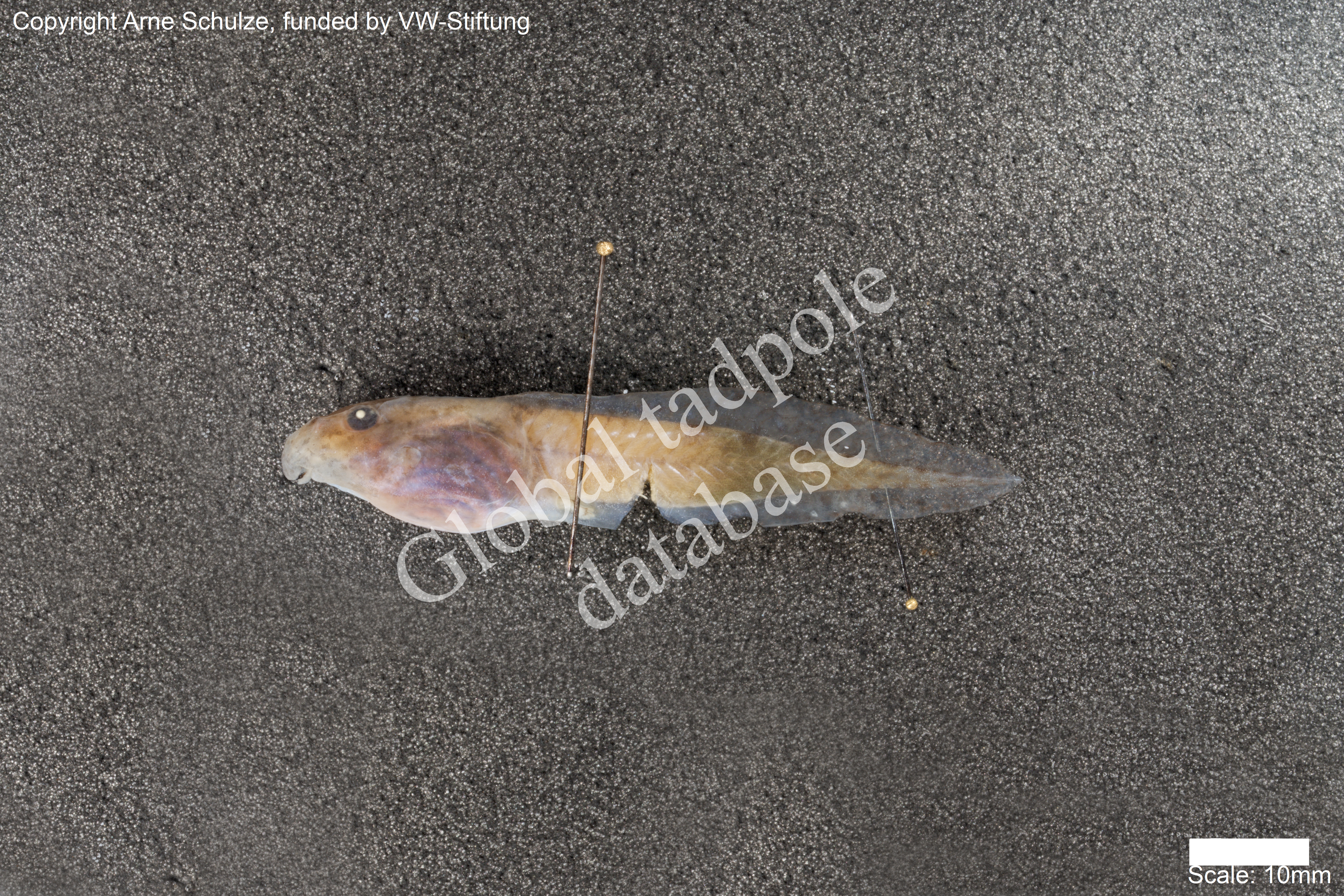 Sorry, no picture available